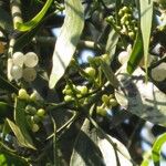 Phoradendron quadrangulare Fruit