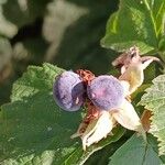 Rubus caesius ഫലം