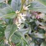 Sarcococca orientalis Květ