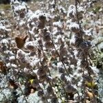 Artemisia pedemontana ഫലം
