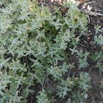 Salvia sonomensis 整株植物