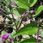 Lathyrus vernus Fula