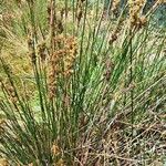 Juncus maritimus 葉