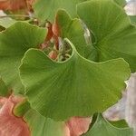 Ginkgo biloba叶