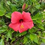 Hibiscus rosa-sinensisKukka