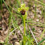 Ophrys bombyliflora Bloem