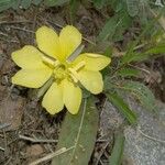Oenothera laciniata Kvet