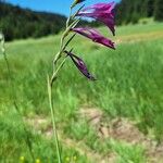 Gladiolus imbricatus Цвят