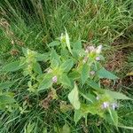 Galeopsis bifida Fleur