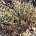 Frankenia corymbosa Hábito