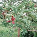 Tamarindus indica Листок