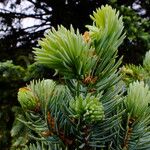 Picea engelmannii Лист