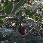 Diospyros whyteana Hoja