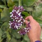 Limonium sventeniiFloare