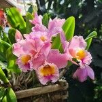 Cattleya trianaeFlor