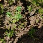 Alchemilla arvensis Habit