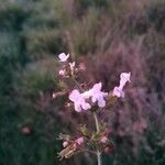 Clinopodium nepetaফুল