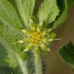 Acanthospermum hispidum Flower