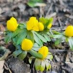 Eranthis hyemalisBlüte