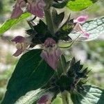 Stachys alpina Blomst