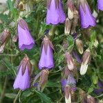 Campanula wanneri Bloem