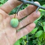 Prunus americana Frucht