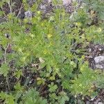 Potentilla supina Агульны выгляд