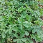 Potentilla anglica Leaf