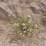 Asclepias linaria Агульны выгляд