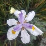 Iris ensata Fiore