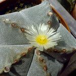 Astrophytum myriostigma Habitat