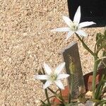 Ornithogalum baeticum Blomst