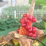 Alocasia brisbanensis 果