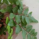Pellaea viridis Blatt