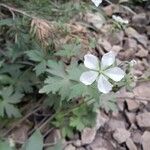 Geranium maculatumBlodyn