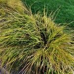 Carex paniculataList