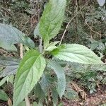 Lactuca floridana Blad