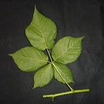 Rubus polonicus Leaf