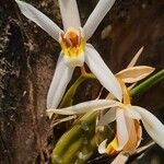 Coelogyne viscosa 花