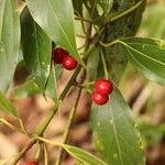 Neolitsea sericea Fruit