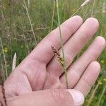 Carex panicea Õis