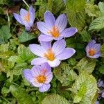 Crocus speciosus Blüte