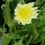 Hieracium berardianum Цвят