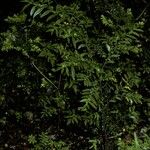 Azara lanceolata Habitus