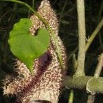 Aristolochia gorgona Corteccia