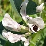 Vicia fabaBloem