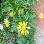 Euryops chrysanthemoidesFlower