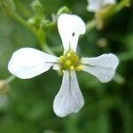 Raphanus sativus Flower