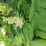 Sorbaria sorbifolia Цветок