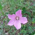 Malope malacoides Flower